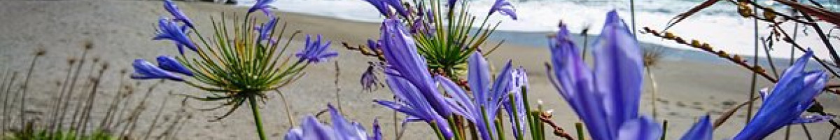 New Zealand Nature Beach Southern Island 2828282